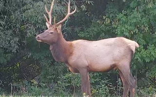 PA Elk Cam Returns for 2020 Season