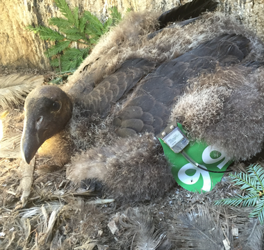 HDOnTap Powers First Ever Live Streaming Nest Cam For Condors In the Wild