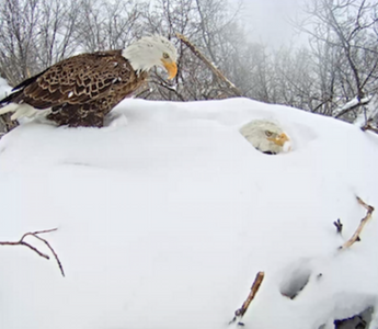 Hanover Eagles on NBC Nightly News!