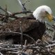Bald Eagle In the Nest Feeding a Chick