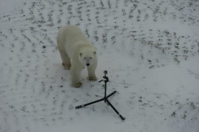 Polar bear inspecting a tripod camera in a snowy landscape