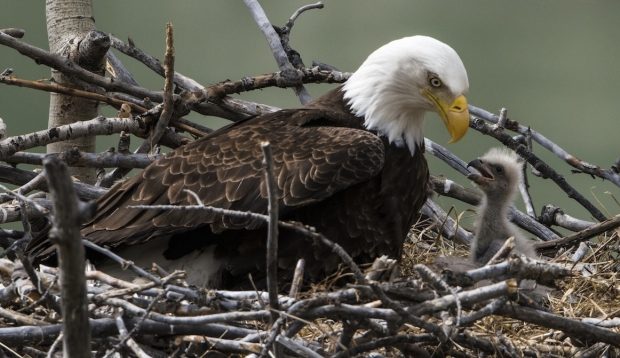 Bald Eagle In the Nest Feeding a Chick